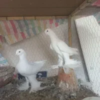 کفتر اغ سفید