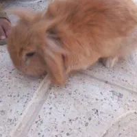 خرگوش نر لوپ نژاد اصیل