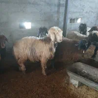 ۳۰راس میش ترکی آبستن