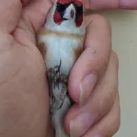سهره