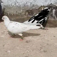 سار جفتگاه و پرشی