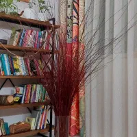 گل آپارتمانی گل خشک درختچه بید