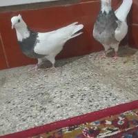 پرنده کبوتر کفتر