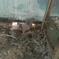 کفتر