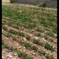 زمین سپیدار مرکزی|فروش زمین و ملک کلنگی|سپیدار, |دیوار