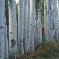 فروش ویژه نهال صنوبر وکبود