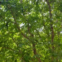 باغ 300متری لب آب|فروش زمین و ملک کلنگی|زاینده رود, |دیوار