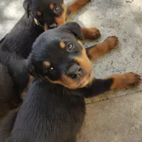 روتوایلر گرید A اصیل به ضمانت|سگ|تهران, زرگنده|دیوار