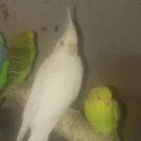 عروس هلندی نر