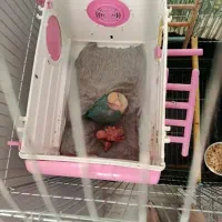 طوطی برزیلی مولد