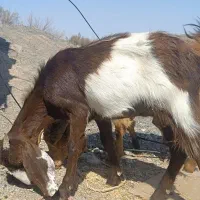 بز مری یک سال سن دره