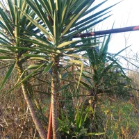 فروش فوری گل یوکا ۳متری