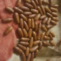 بلوط برای تزئین شب یلدا