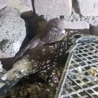 کبوتر|پرنده|زابل, |دیوار