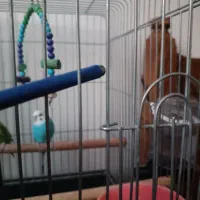 2 عدد مرغ عشق آماده جفت گیری|پرنده|کهریزک, |دیوار