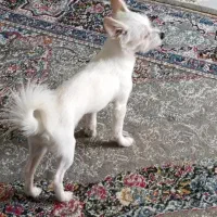 دوتا سگ|سگ|اهواز, سپیدار|دیوار