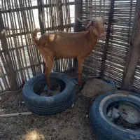 حیوانات|حیوانات مزرعه|شمیل, |دیوار