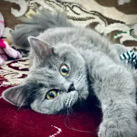 گربه نر آماده جفت گیری