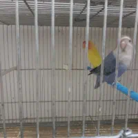 فروش کوتوله و عروس هلندی|پرنده|مبارکه, |دیوار