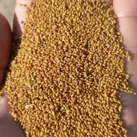 بذر یونجه ماهان