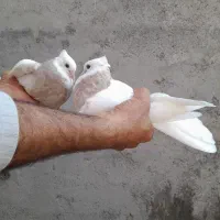 سلام یه جفت طوقی عالی خالص