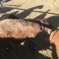 دو عدد میش افشاری درشت