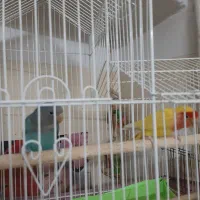 طوطی برزیلی اپال کله نارنجی گلبسر سینه سرخ گلدین
