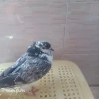 کبوتر فروشی|پرنده|پاکدشت, پاکدشت (مامازند)|دیوار