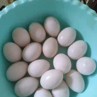 تخم اردک پروازی