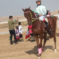 اسب ترکمن نریون|اسب و تجهیزات اسبسواری|جوین, |دیوار