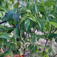 هرس، پیوند، باغبانی|خدمات باغبانی و درختکاری|مشهد, توس (بلوار توس)|دیوار