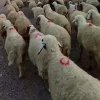 ۱۵۰ راس میش داشتی درجه یک به شرط اپستن|حیوانات مزرعه|اهواز, بهارستان|دیوار