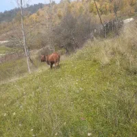 فروش فوری گاو با گوساله|حیوانات مزرعه|فریم, |دیوار