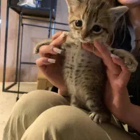 واگذاری رایگان بچه گربه