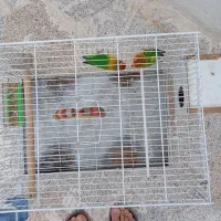 یک جفت کوتوله 3 ساله ی خانگی.