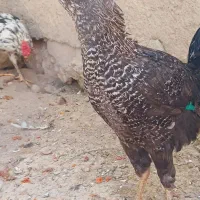 5عدد خروس گلین اصیل|حیوانات مزرعه|گل تپه, |دیوار