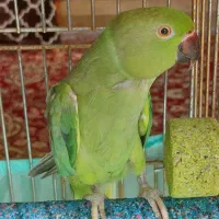 ملنگوی ماده ۳ ساله