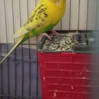 مرغ عشق نر آماده