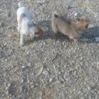 توله سگ|سگ|ماهیدشت, |دیوار