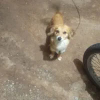 سگ پاکوتاه 2ساله ماده