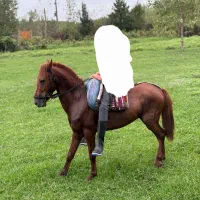 کره اسب ۲به ۳