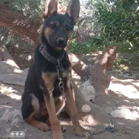 سگ ژرمن|سگ|جیرفت, |دیوار