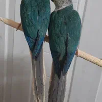 گرینچیک تراکوییس یلوساید با تست جنسیت