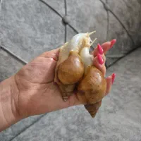 واگذاری حلزون