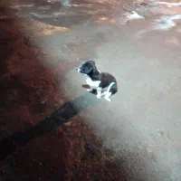 سگ پاپی 7ماهش