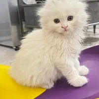 پیشی اسکاتیش لانگ هیر