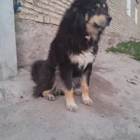 سگ گله ای زیبا وبرای نگهبان و گوسف