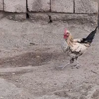 دوخروس خوب|حیوانات مزرعه|کهنوج, |دیوار