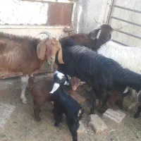 ۴راس بزدورگ  زاییده جوان  وشیرا