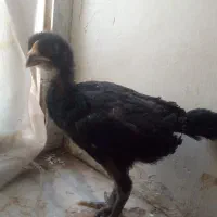 نیمچه خروس200